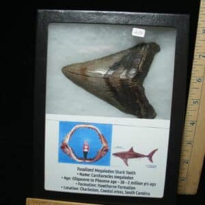 Megalodon Shark Tooth (110924d)