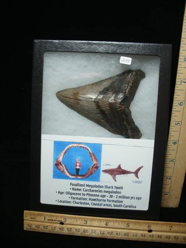 Megalodon Shark Tooth (110924d)