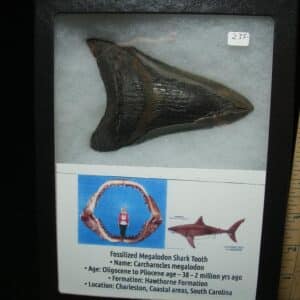 Megalodon Shark Tooth (110924f)