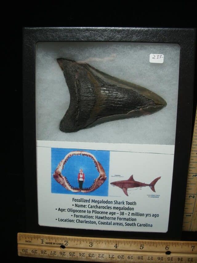 Megalodon Shark Tooth (110924f)