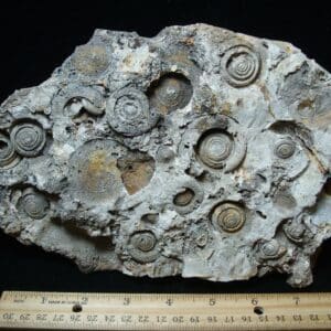 Fossil Gastropods (021224ba)