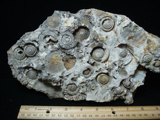 Fossil Gastropods (021224ba)