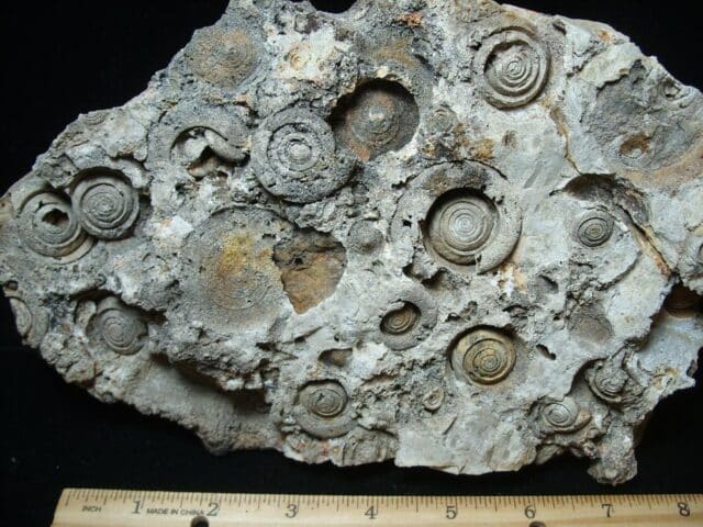Fossil Gastropods (021224ba) - Image 2
