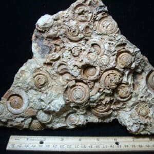 Fossil Gastropods (021224cc)