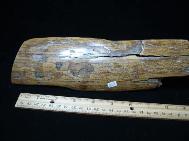 Mammoth Tusk Partial Specimen(021224e)