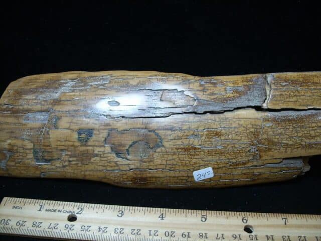 Mammoth Tusk Partial Specimen(021224e) - Image 3