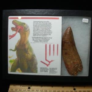 Charcarodontosaurus  Dinosaur Tooth (021224h)