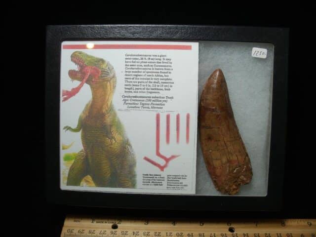 Charcarodontosaurus  Dinosaur Tooth (021224h)
