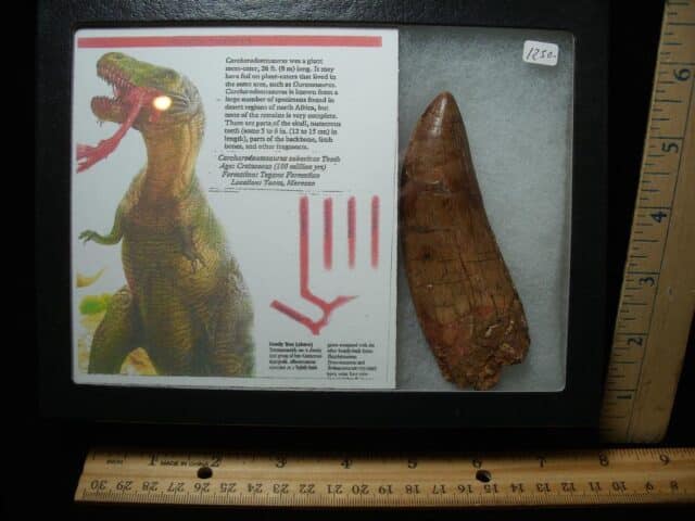 Charcarodontosaurus  Dinosaur Tooth (021224h) - Image 2