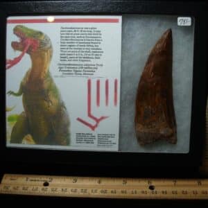 Charcarodontosaurus  Dinosaur Tooth (021224b)