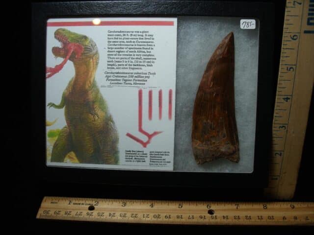 Charcarodontosaurus  Dinosaur Tooth (021224b)