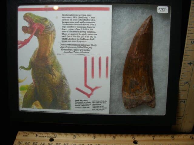 Charcarodontosaurus  Dinosaur Tooth (021224b) - Image 2