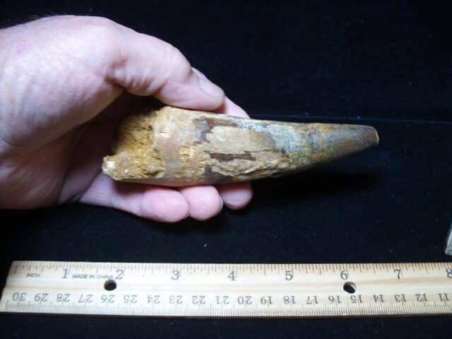 Large Authentic Spinosaurus Dinosaur Tooth (121024a)