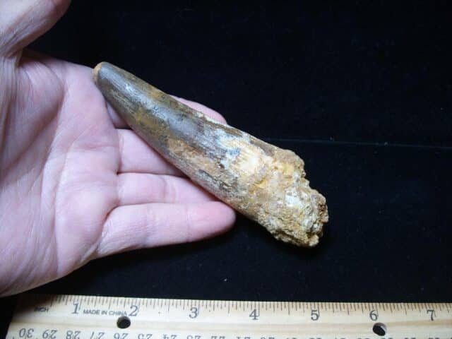 Large Authentic Spinosaurus Dinosaur Tooth (121024a) - Image 2