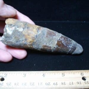 Large Authentic Spinosaurus Dinosaur Tooth (121024cc)