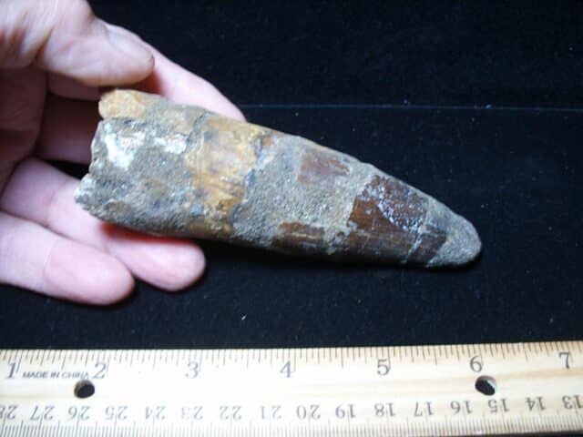 Large Authentic Spinosaurus Dinosaur Tooth (121024cc)