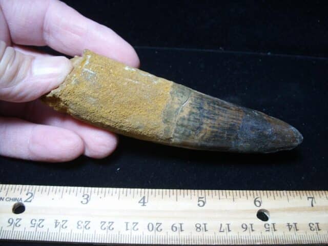 Large Authentic Spinosaurus Dinosaur Tooth (121024c) - Image 2