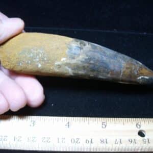Large Authentic Spinosaurus Dinosaur Tooth (121024c)
