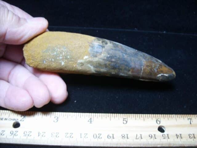 Large Authentic Spinosaurus Dinosaur Tooth (121024c)