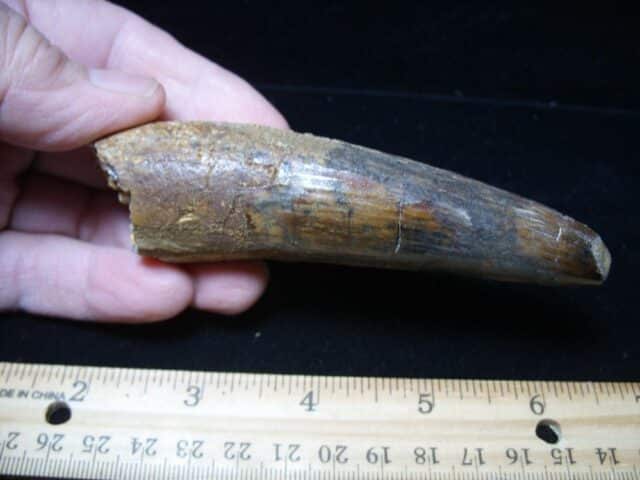 Large Authentic Spinosaurus Dinosaur Tooth (121024d) - Image 2