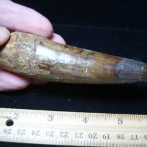 Large Authentic Spinosaurus Dinosaur Tooth (121024d)