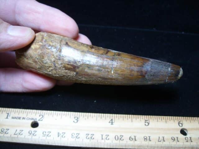 Large Authentic Spinosaurus Dinosaur Tooth (121024d)
