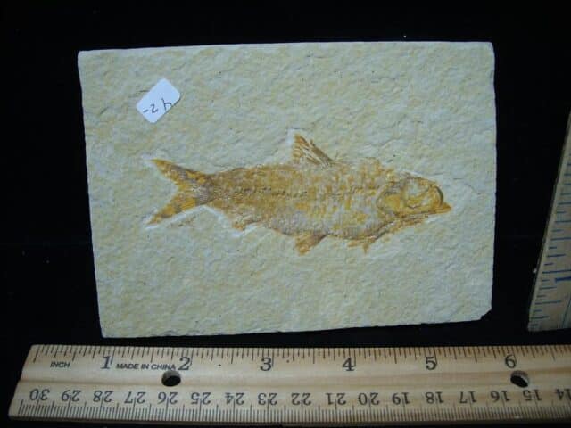 Knightia Fossil  Fish  (121324b)