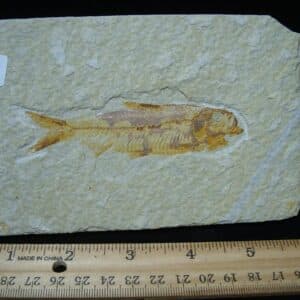 Knightia Fossil  Fish  (121324c)