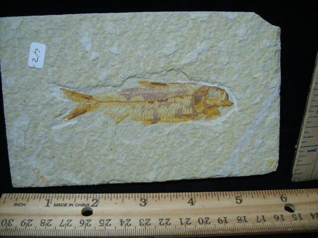Knightia Fossil  Fish  (121324c)