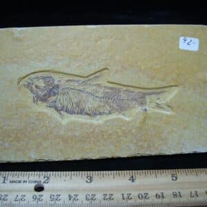 Knightia Fossil  Fish  (121324d)