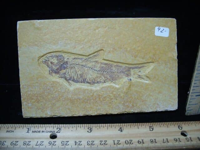 Knightia Fossil  Fish  (121324d)