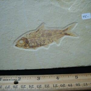 Knightia Fossil  Fish  (121324d) (Copy)