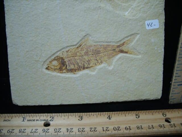 Knightia Fossil  Fish  (121324d) (Copy)