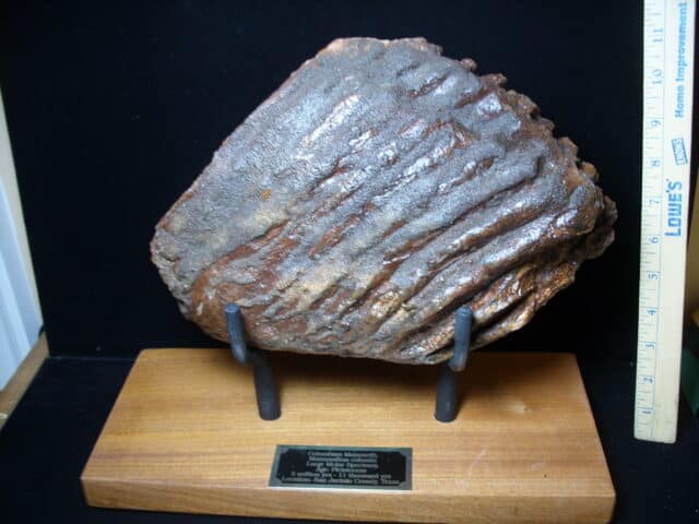 Fossilized Mammoth Bone (121324x)