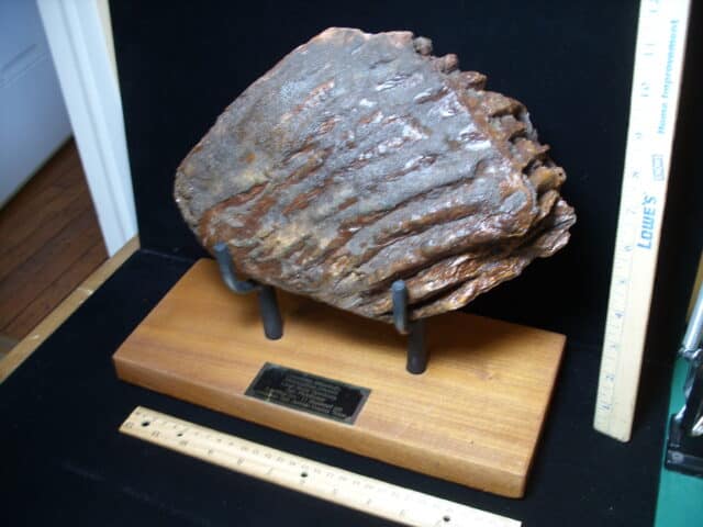 Fossilized Mammoth Bone (121324x) - Image 3