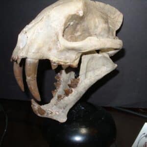 Large Adult Saber Tooth Cat Skull  (012625a)