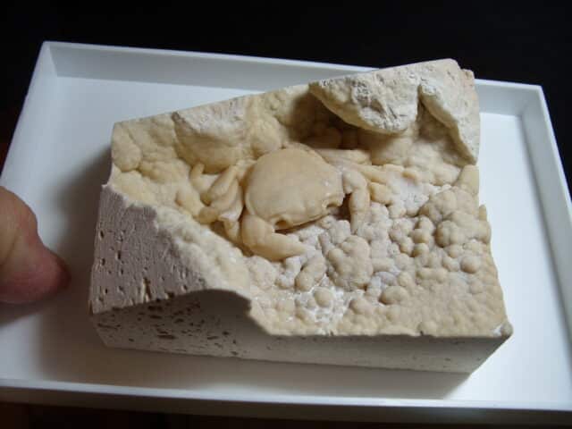 Fossilized Crab  – Arthropod (012725a)