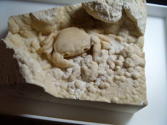 Fossilized Crab  – Arthropod (012725a) - Image 2