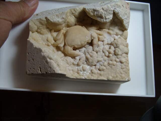 Fossilized Crab  – Arthropod (012725a) - Image 3