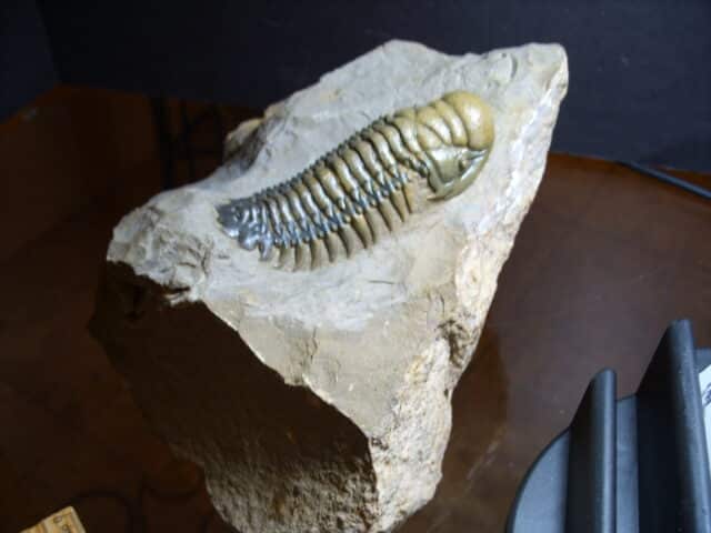 Fossilized Trilobite – Crotalocephalina (012725b)