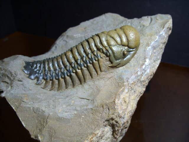 Fossilized Trilobite – Crotalocephalina (012725b) - Image 2