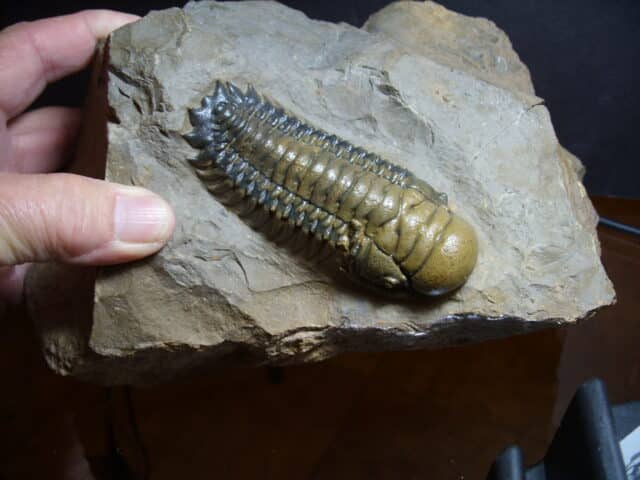 Fossilized Trilobite – Crotalocephalina (012725b) - Image 3