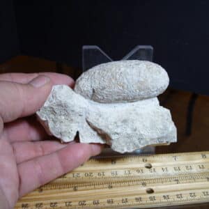Fossil Crocodile Egg (012725e)