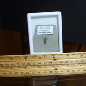Fossilized  Dragonfly Larvae   (012725p)