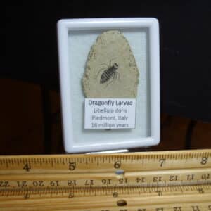 Fossilized  Dragonfly Larvae   (012725n)
