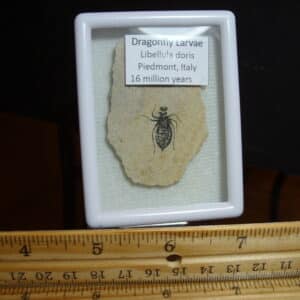 Fossilized  Dragonfly Larvae   (012725m)