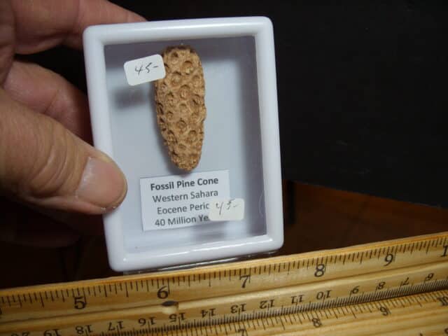 Fossilized  Pararaucaria Cone (012825d) - Image 2