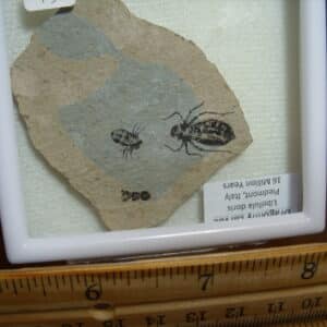 Fossilized  Dragonfly Larvae   (012825a)