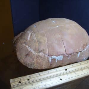 Fossil Tortoise (012825j)