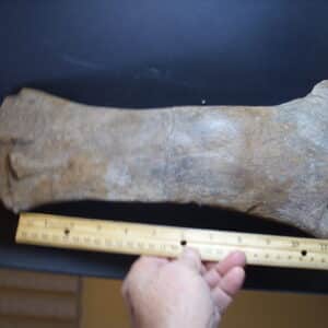 Brachylophosaurus Dinosaur Pubis Bone Partial (012925g)